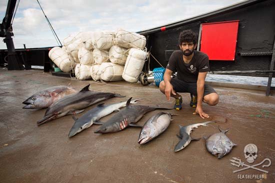 Capt. Chakravarty with some of the many animals slaughtered in the illegal driftnet. Photo: Tim Watters Capt. Chakravarty with some of the many animals slaughtered in the illegal driftnet. Photo: Tim Watters