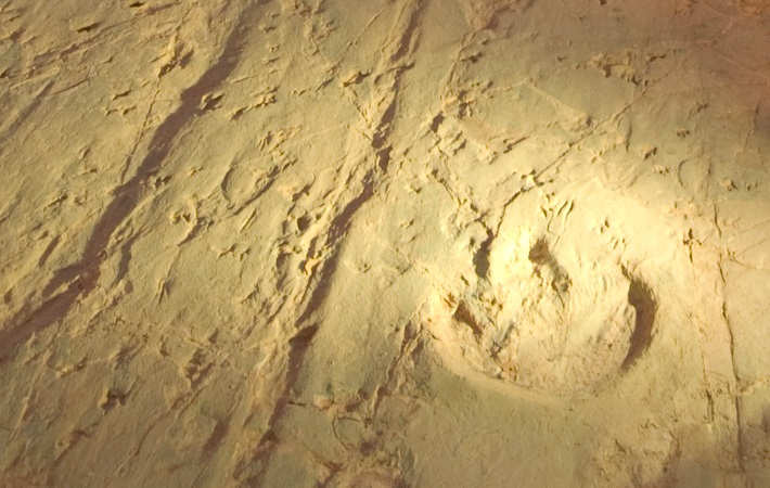 Dinosaur footprints at the Lark Quarry site. Steven Salisbury