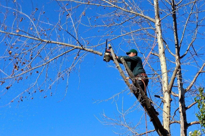 tree removal in Chilliwack